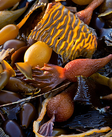 CH121227_PointLobos_0107