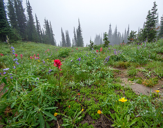CH140815_Mt.Adams_KillenCreek_021