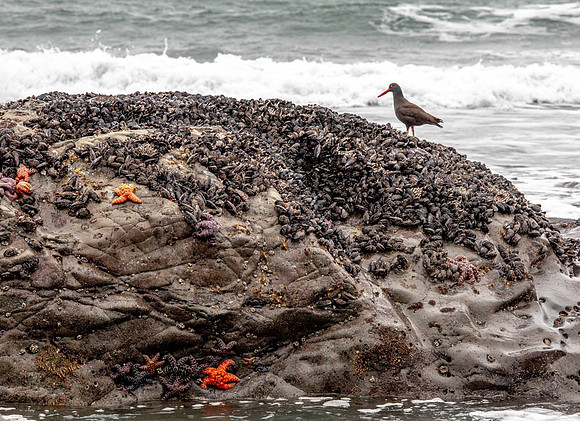 CH191224_Brookings_058