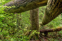 CH140724_OlympicPeninsula_HohRainForest_008