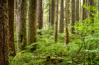 CH140723_OlympicPeninsula_SolDucFalls_013