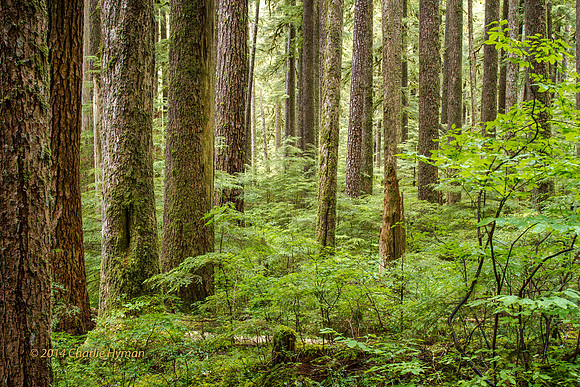CH140723_OlympicPeninsula_SolDucFalls_013