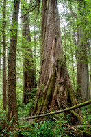 CH140725_OlympicPeninsula_BigCedarTrees_048