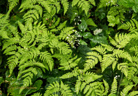 CH140723_OlympicPeninsula_SolDucFalls_029
