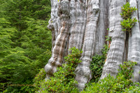 CH140725_OlympicPeninsula_BigCedarTrees_001