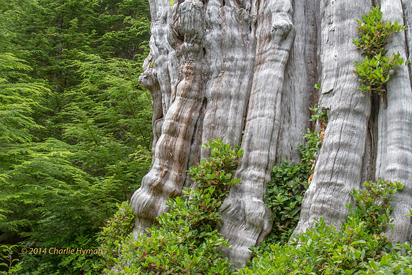 CH140725_OlympicPeninsula_BigCedarTrees_001