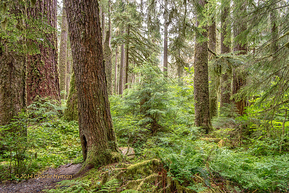 CH140723_OlympicPeninsula_SolDucFalls_001