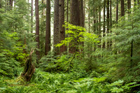 CH140723_OlympicPeninsula_SolDucFalls_021