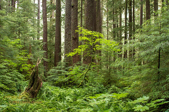 CH140723_OlympicPeninsula_SolDucFalls_021