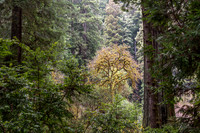 CH161227_ElkPrairie_RedwoodNP_080