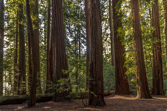 CH131225_RedwoodNationalForest_017