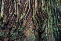 CH161227_ElkPrairie_RedwoodNP_053