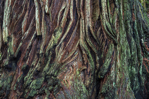 CH161227_ElkPrairie_RedwoodNP_053