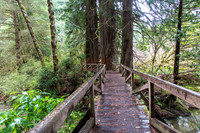 CH161227_ElkPrairie_RedwoodNP_009
