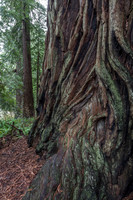CH161227_ElkPrairie_RedwoodNP_054