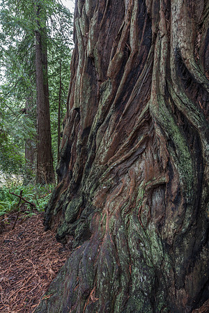 CH161227_ElkPrairie_RedwoodNP_054