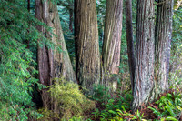 CH161228_ElkPrairie_RedwoodNP_011