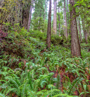 CH161227_ElkPrairie_RedwoodNP_014-Edit