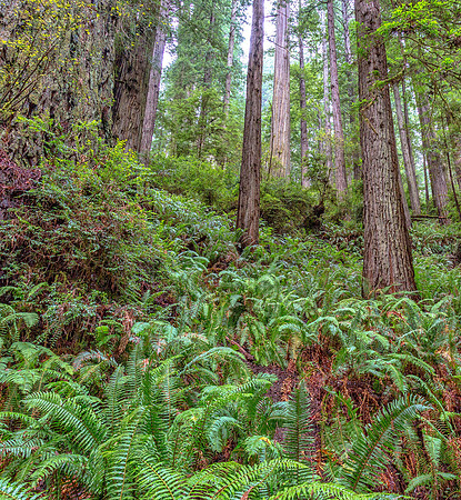 CH161227_ElkPrairie_RedwoodNP_014-Edit