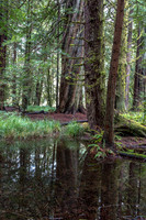 CH161227_ElkPrairie_RedwoodNP_049