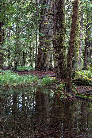 CH161227_ElkPrairie_RedwoodNP_049