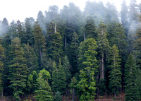 CH161227_ElkPrairie_RedwoodNP_046