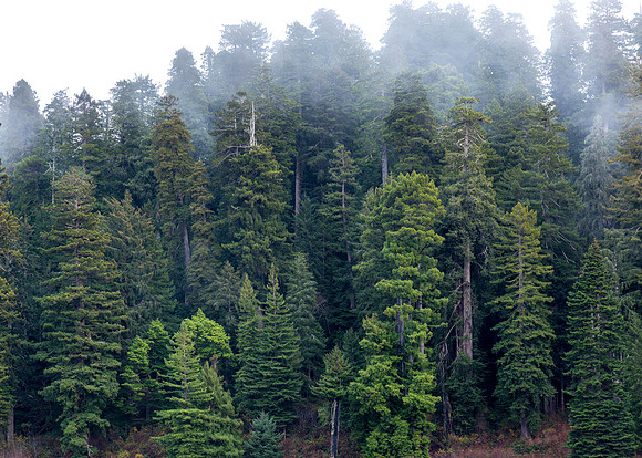 CH161227_ElkPrairie_RedwoodNP_046