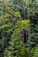 CH161227_ElkPrairie_RedwoodNP_064-Edit