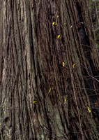 CH161227_ElkPrairie_RedwoodNP_069