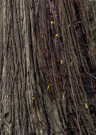 CH161227_ElkPrairie_RedwoodNP_069