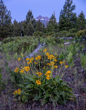CH250612_SheepSprings-028-Edit