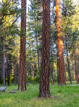CH250613_SheepSprings-017