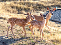CH250801_PastureDeer-016