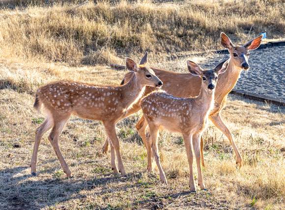 CH250801_PastureDeer-016