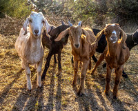 CH250919_OregonHorseCenter-020-Edit