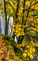 CH251026_SilverFalls-095