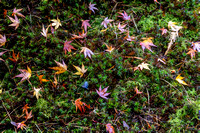 CH251107_JapaneseGarden-070