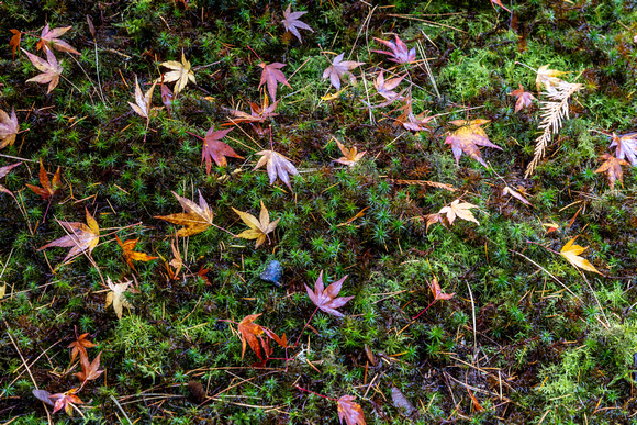 CH251107_JapaneseGarden-070