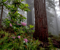 CH220603_DamnationCreek_014