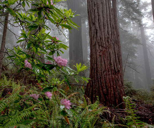 CH220603_DamnationCreek_014