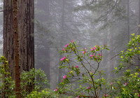 CH220603_DamnationCreek_028