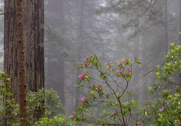 CH220603_DamnationCreek_028