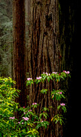 CH220603_DamnationCreek_038
