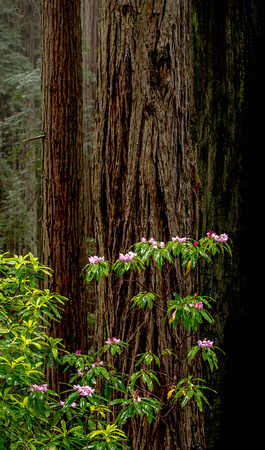 CH220603_DamnationCreek_038