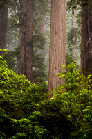 CH220603_DamnationCreek_055