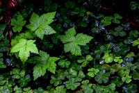 CH220603_LadyBirdJohnsonGrove_061