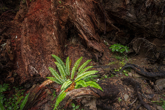 CH140723_OlympicPeninsula_SolDucFalls_075
