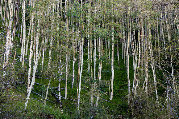 CH150709_SantaFe_341