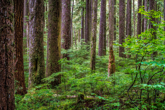 CH140723_OlympicPeninsula_SolDucFalls_013-Edit