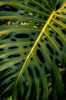 Costa Rica Wildlife
